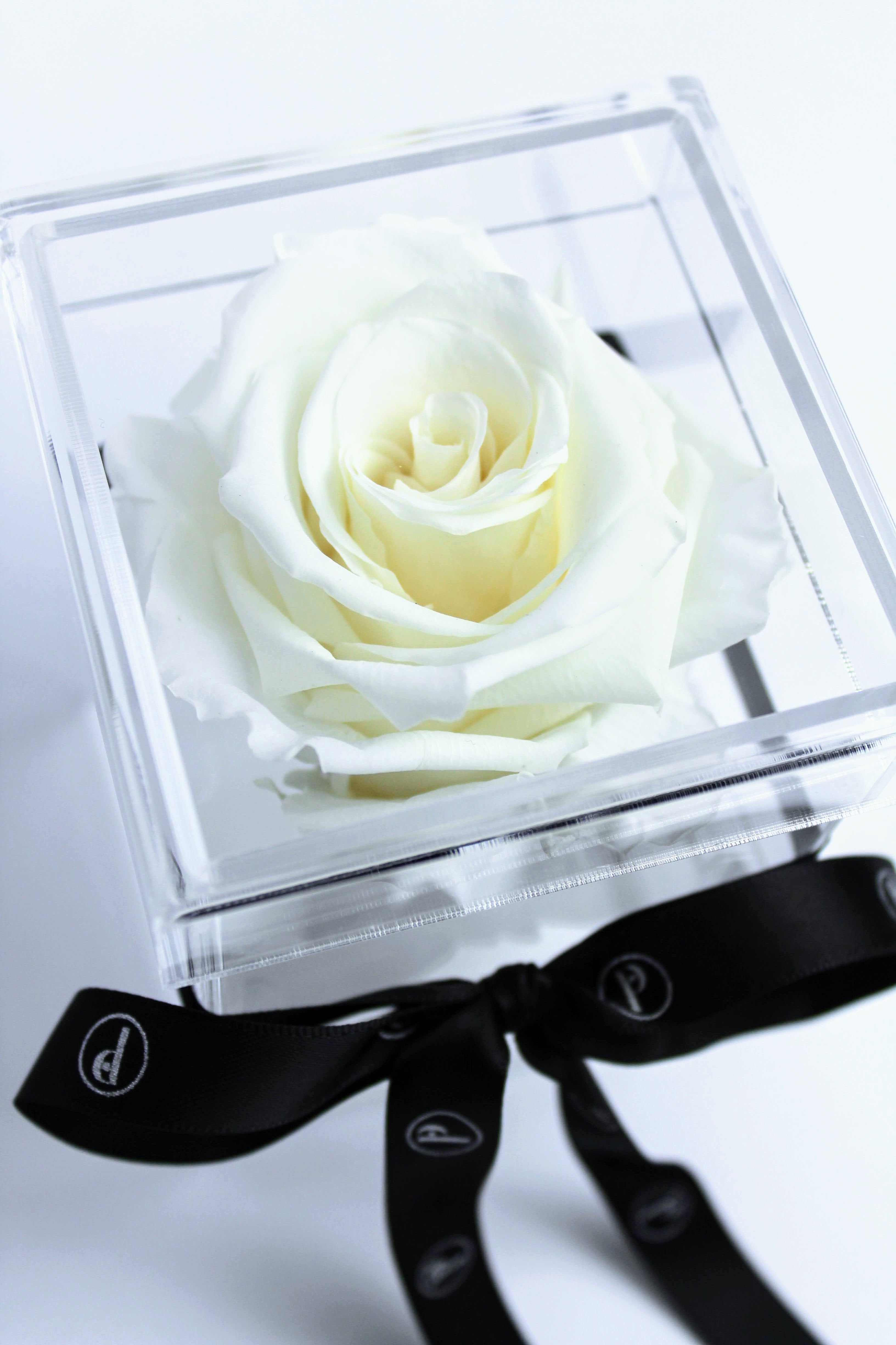 Sarasota Single Preserved Rose in a Box