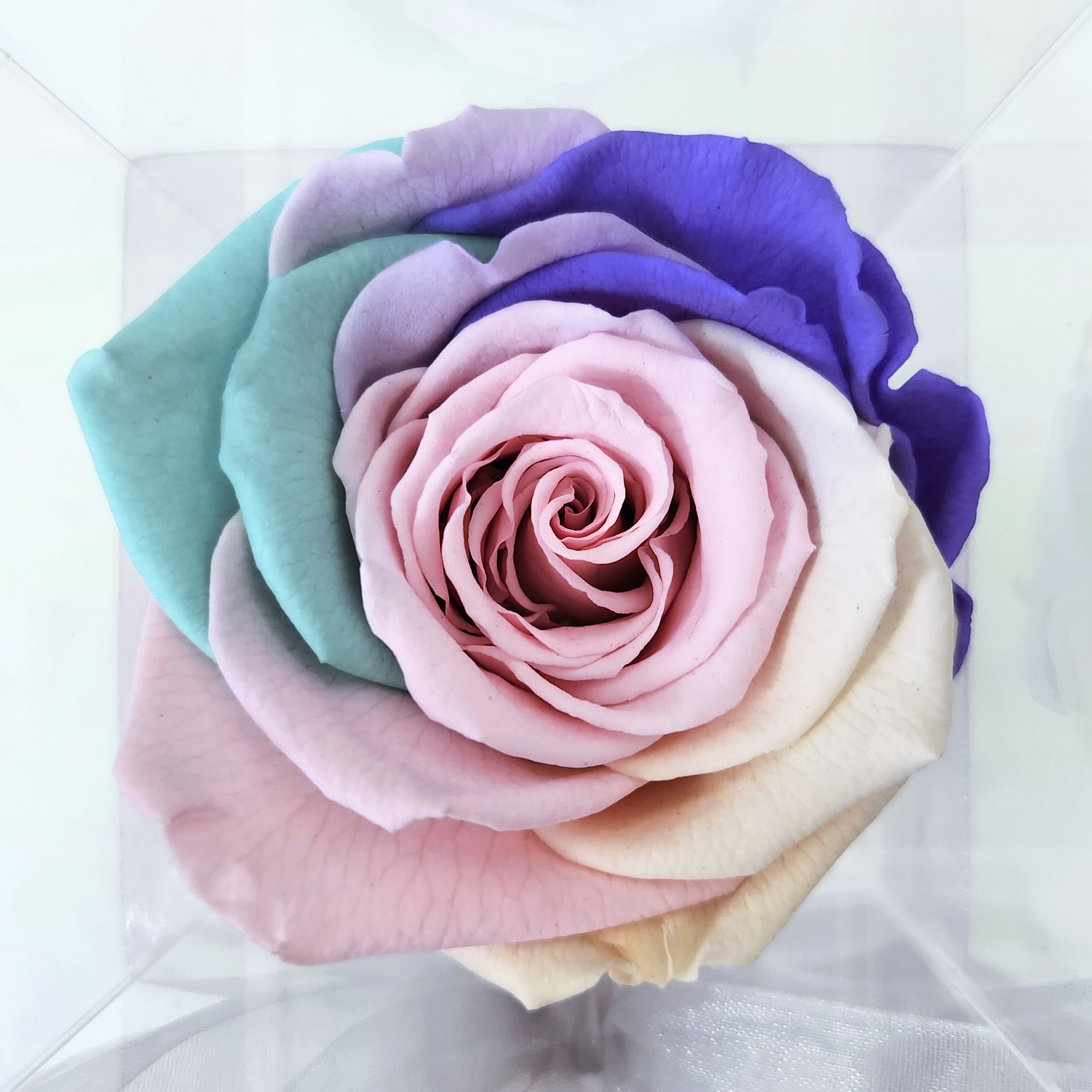 The Chloe Rainbow Rose | Single Preserved Rose that Lasts a Year