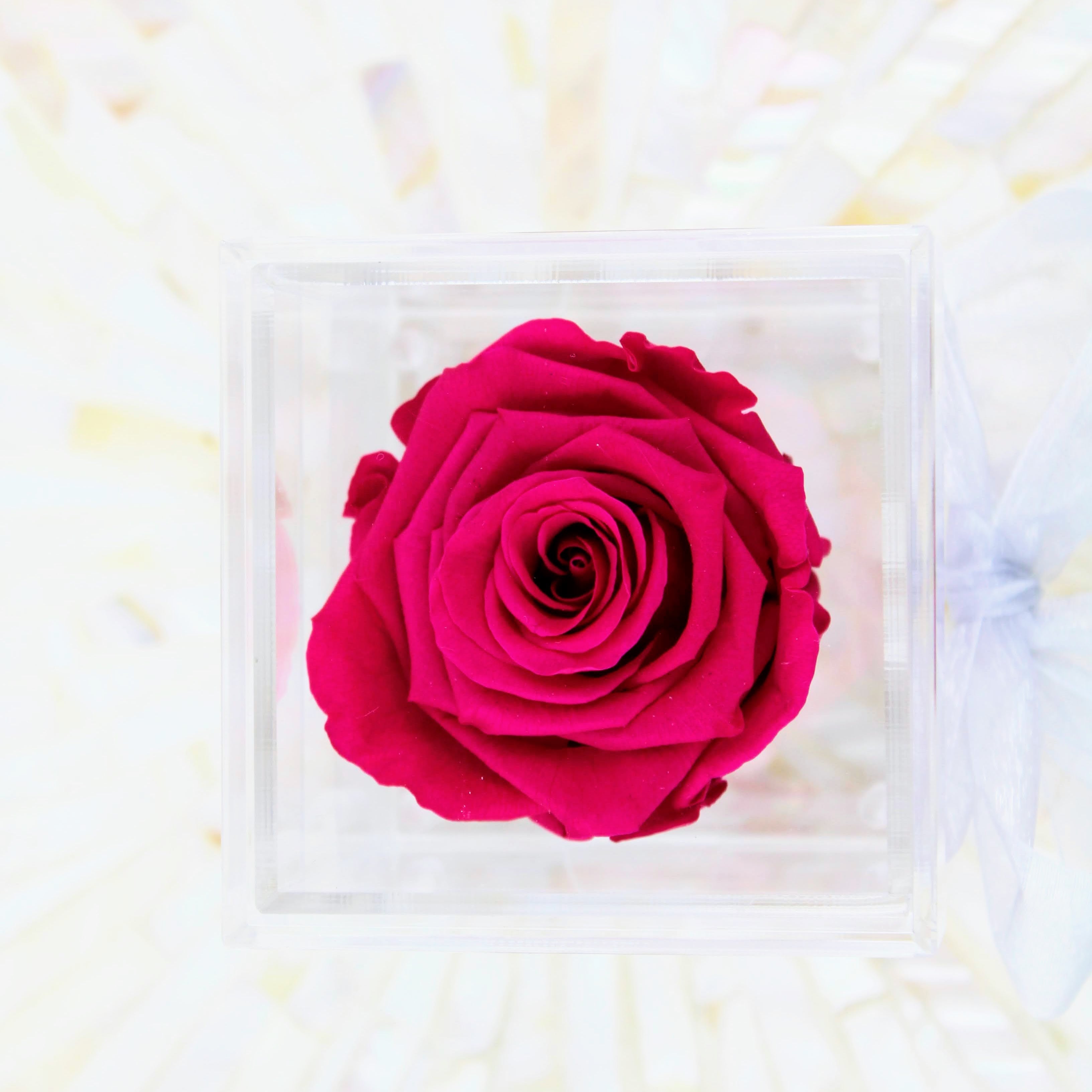 Sarasota Single Preserved Rose in a Box