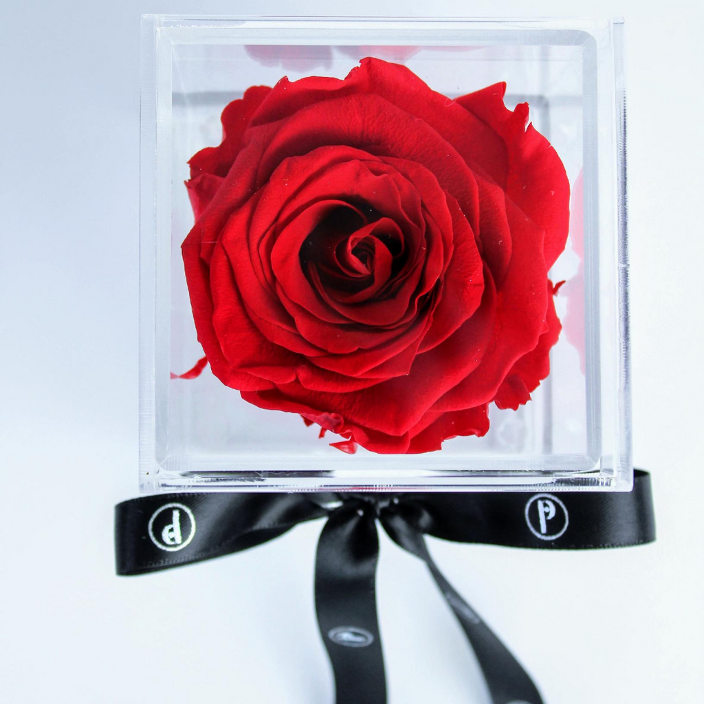 The Chloe | Single Preserved Rose in a Box