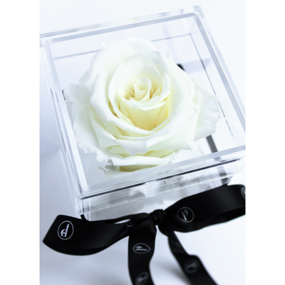 The Chloe | Single Preserved Rose in a Box